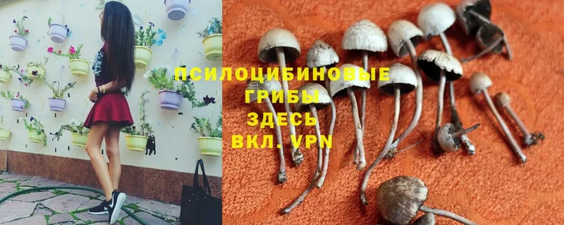 блэк спрут как зайти  Приморско-Ахтарск  Псилоцибиновые грибы Psilocybine cubensis  даркнет как зайти  как найти  